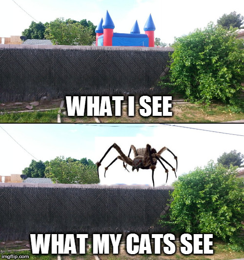 Cats Afraid | WHAT I SEE; WHAT MY CATS SEE | image tagged in cute cat,cats,cats afraid,bouncy house | made w/ Imgflip meme maker