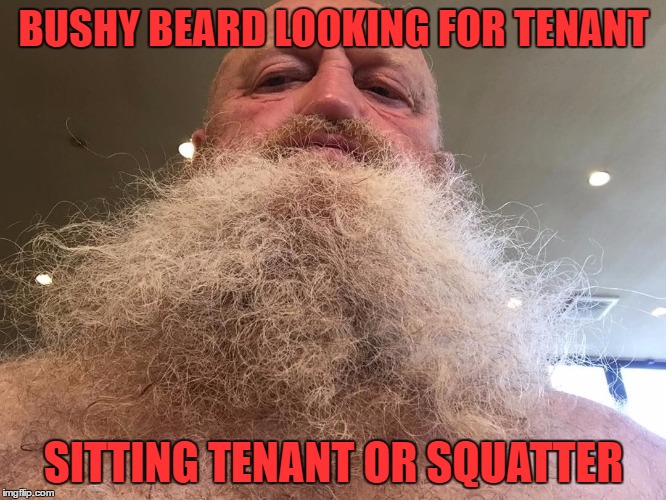 santa | BUSHY BEARD LOOKING FOR TENANT; SITTING TENANT OR SQUATTER | image tagged in beard,santa | made w/ Imgflip meme maker