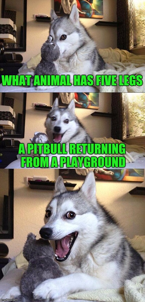 Bad Pun Dog Meme | WHAT ANIMAL HAS FIVE LEGS; A PITBULL RETURNING FROM A PLAYGROUND | image tagged in memes,bad pun dog | made w/ Imgflip meme maker