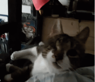 Catlops is always a toughy | image tagged in gifs,catlops,cat,pirate,kairi,punk | made w/ Imgflip video-to-gif maker