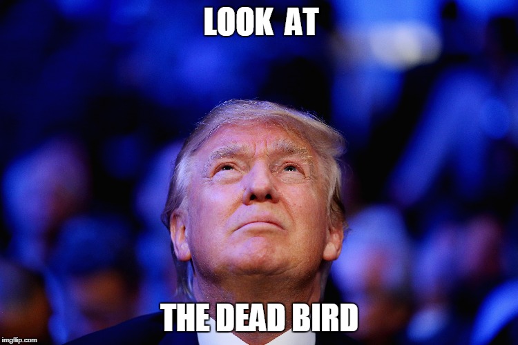 Hey Donald! Look at the dead bird | LOOK  AT; THE DEAD BIRD | image tagged in donald trump | made w/ Imgflip meme maker