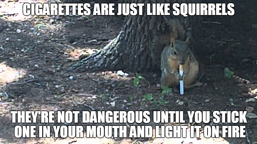 Squirrel | CIGARETTES ARE JUST LIKE SQUIRRELS; THEY'RE NOT DANGEROUS UNTIL YOU STICK ONE IN YOUR MOUTH AND LIGHT IT ON FIRE | image tagged in squirrel | made w/ Imgflip meme maker