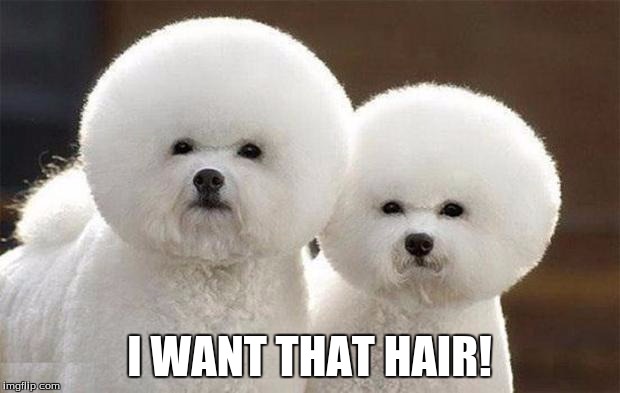 Spaceball Dogs | I WANT THAT HAIR! | image tagged in spaceball dogs | made w/ Imgflip meme maker