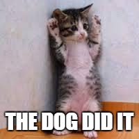 Cats  | THE DOG DID IT | image tagged in cats | made w/ Imgflip meme maker