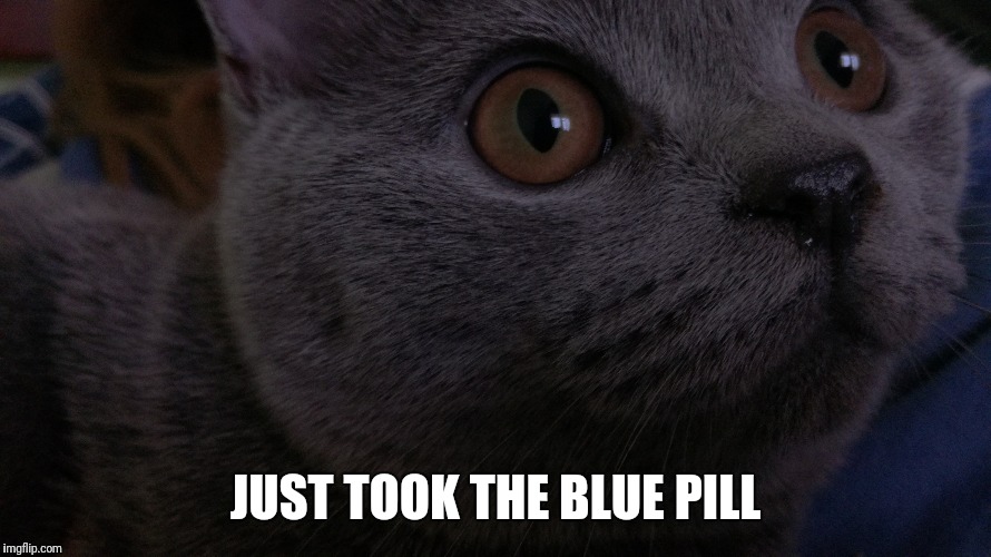 Awakened cat | JUST TOOK THE BLUE PILL | image tagged in cats | made w/ Imgflip meme maker