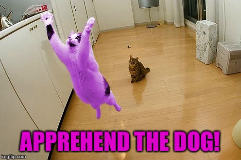 RayCat save the world | APPREHEND THE DOG! | image tagged in raycat save the world | made w/ Imgflip meme maker