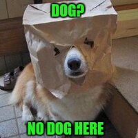 I'm not your dog | DOG? NO DOG HERE | image tagged in i'm not your dog | made w/ Imgflip meme maker