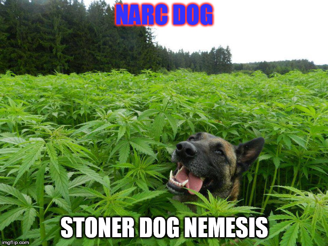 NARC DOG; STONER DOG NEMESIS | image tagged in stoner dog | made w/ Imgflip meme maker