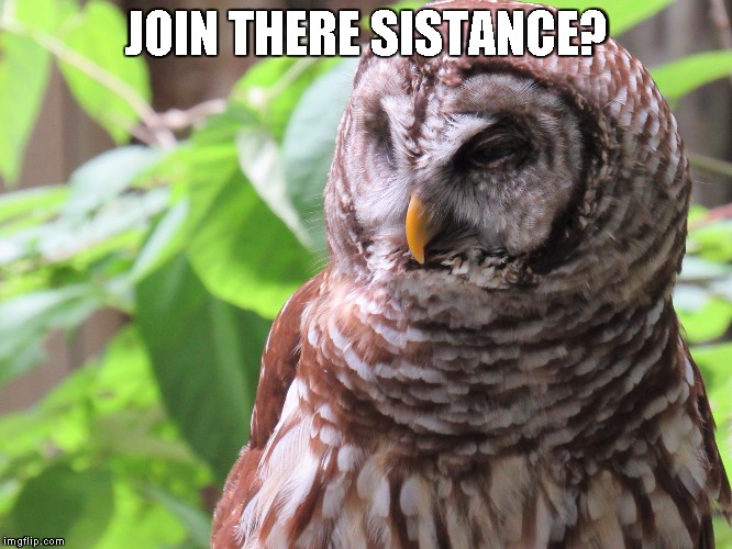 Who? | JOIN THERE SISTANCE? | image tagged in who | made w/ Imgflip meme maker