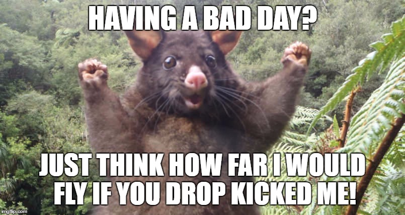 Hey optimistic possum....You made me smile! | HAVING A BAD DAY? JUST THINK HOW FAR I WOULD FLY IF YOU DROP KICKED ME! | image tagged in optimism,drop kick | made w/ Imgflip meme maker