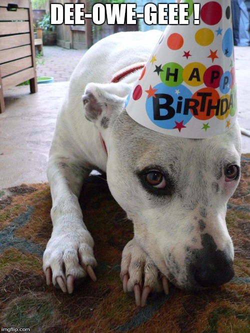 Pitbull Birthday Hat |  DEE-OWE-GEEE ! | image tagged in pitbull birthday hat | made w/ Imgflip meme maker