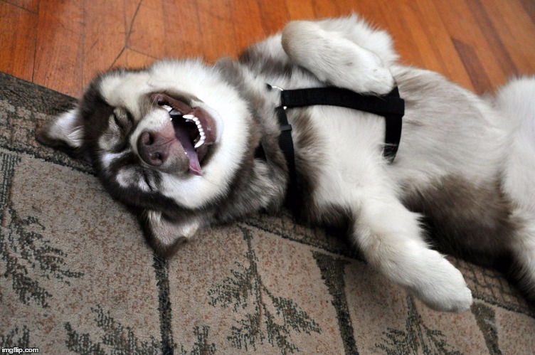 Laughing Husky Dog | image tagged in laughing husky dog | made w/ Imgflip meme maker