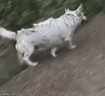 Sliiiide | image tagged in gifs,funny,dog | made w/ Imgflip video-to-gif maker