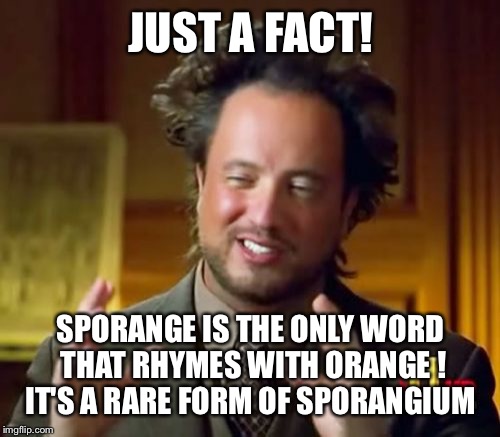 Ancient Aliens Meme | JUST A FACT! SPORANGE IS THE ONLY WORD THAT RHYMES WITH ORANGE ! IT'S A RARE FORM OF SPORANGIUM | image tagged in memes,ancient aliens | made w/ Imgflip meme maker