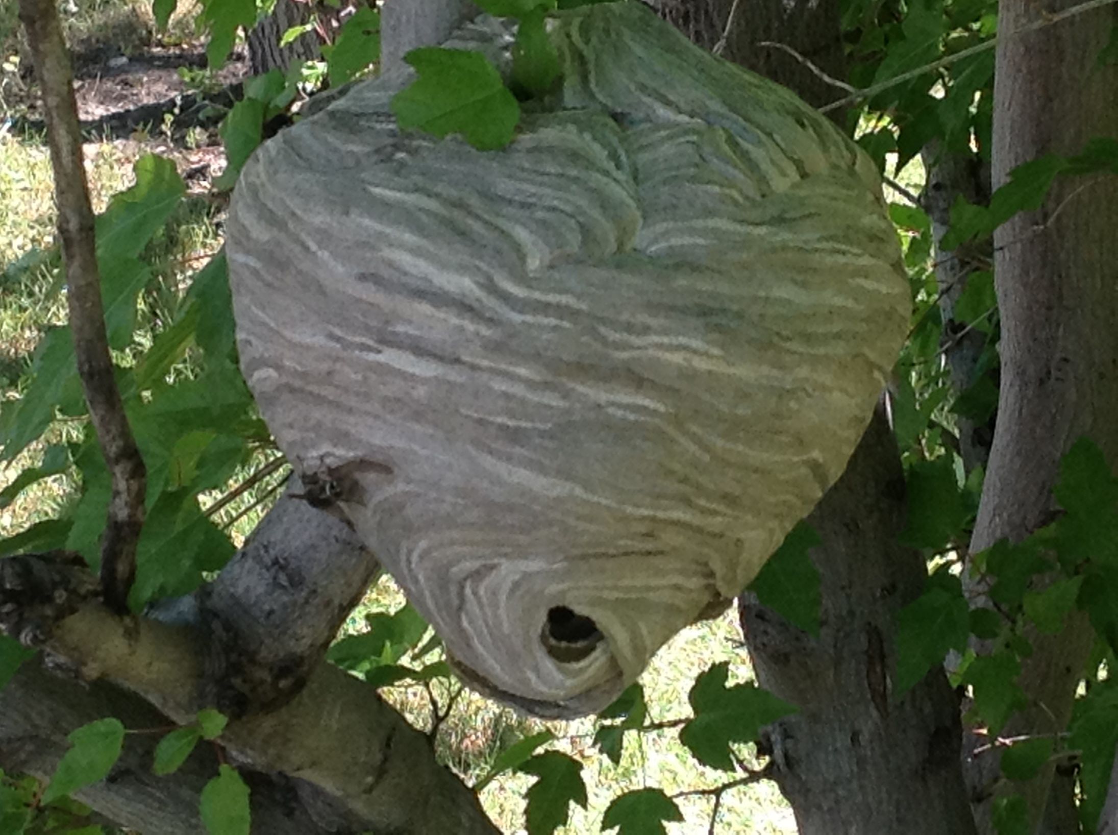 Wasp Hive Blank Meme Template