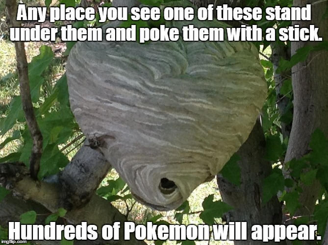 Sound advice from 10 Guy.  | Any place you see one of these stand under them and poke them with a stick. Hundreds of Pokemon will appear. | image tagged in wasp hive,funny meme,pokemon | made w/ Imgflip meme maker