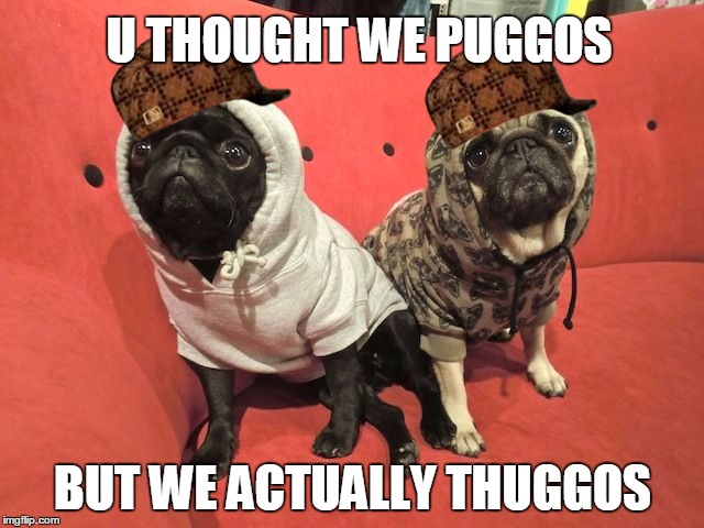 Squad | U THOUGHT WE PUGGOS; BUT WE ACTUALLY THUGGOS | image tagged in pugs,thugs,bamboozled,squad,squad goals,doggos | made w/ Imgflip meme maker