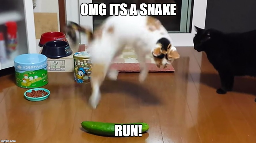 OMG ITS A SNAKE; RUN! | image tagged in cat v cucumber | made w/ Imgflip meme maker