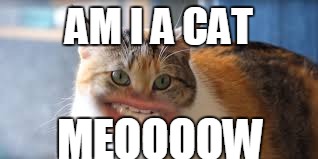 AM I A CAT; MEOOOOW | image tagged in meow | made w/ Imgflip meme maker