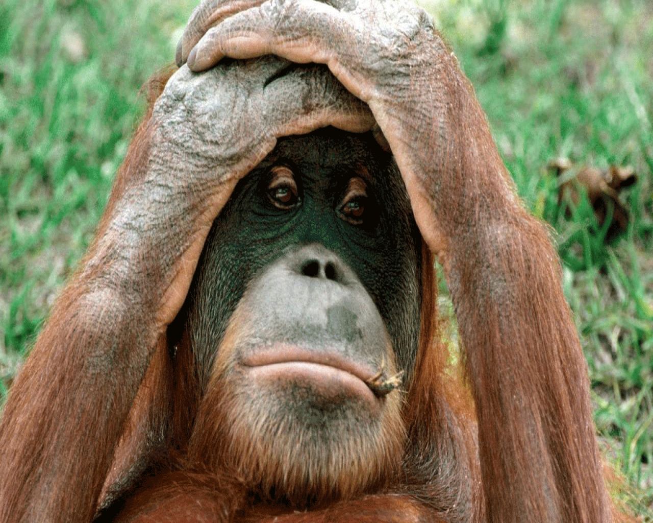 Orangutan Blank Meme Template