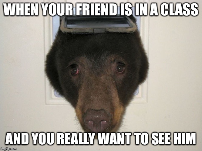 peeking bear | WHEN YOUR FRIEND IS IN A CLASS; AND YOU REALLY WANT TO SEE HIM | image tagged in peeking bear | made w/ Imgflip meme maker