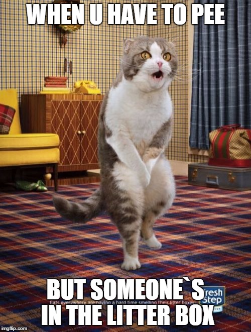 Gotta Go Cat | WHEN U HAVE TO PEE; BUT SOMEONE`S IN THE LITTER BOX | image tagged in memes,gotta go cat | made w/ Imgflip meme maker