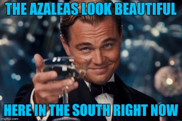 Leonardo Dicaprio Cheers Meme | THE AZALEAS LOOK BEAUTIFUL HERE IN THE SOUTH RIGHT NOW | image tagged in memes,leonardo dicaprio cheers | made w/ Imgflip meme maker