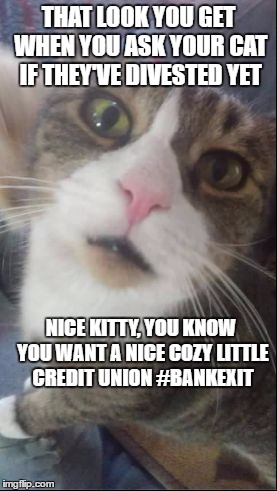 THAT LOOK YOU GET WHEN YOU ASK YOUR CAT IF THEY'VE DIVESTED YET; NICE KITTY, YOU KNOW YOU WANT A NICE COZY LITTLE CREDIT UNION #BANKEXIT | image tagged in political opinion cat | made w/ Imgflip meme maker
