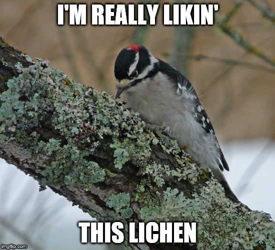 I'M REALLY LIKIN'; THIS LICHEN | image tagged in woodpecker,tree,lichen,bird,nature,humor | made w/ Imgflip meme maker