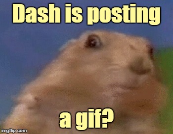 Dash is posting a gif? | made w/ Imgflip meme maker