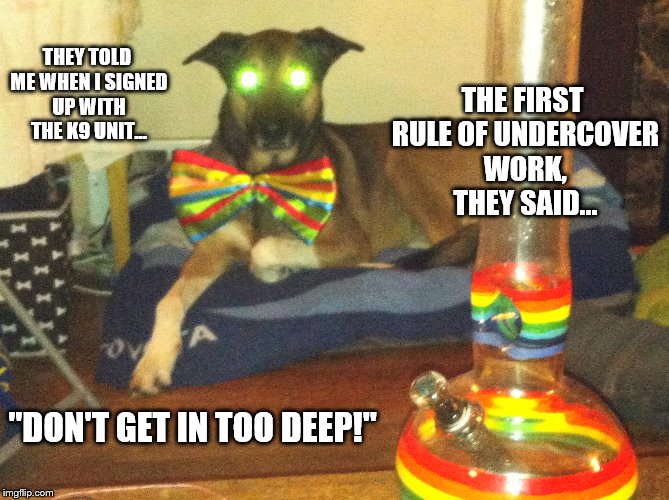 THE FIRST RULE OF UNDERCOVER WORK, THEY SAID... THEY TOLD ME WHEN I SIGNED UP WITH THE K9 UNIT... "DON'T GET IN TOO DEEP!" | image tagged in k9,rainbow,clown,bong,weed,dog | made w/ Imgflip meme maker
