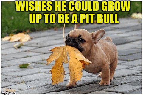 WISHES HE COULD GROW UP TO BE A PIT BULL | made w/ Imgflip meme maker