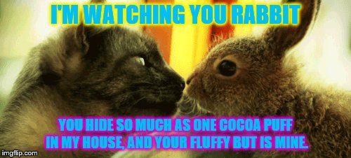 Are we supposed to eat the cocoa puffs in the Easter basket? | I'M WATCHING YOU RABBIT; YOU HIDE SO MUCH AS ONE COCOA PUFF IN MY HOUSE, AND YOUR FLUFFY BUT IS MINE. | image tagged in easter is coming,memes,cats,bunny | made w/ Imgflip meme maker