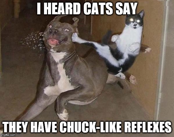 I HEARD CATS SAY; THEY HAVE CHUCK-LIKE REFLEXES | image tagged in cats,chuck norris | made w/ Imgflip meme maker
