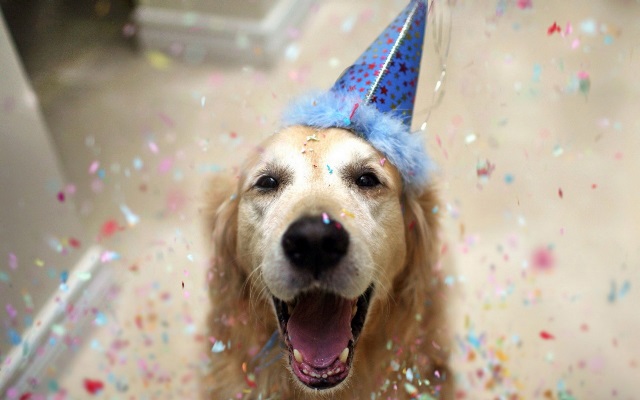High Quality dog birthday Blank Meme Template