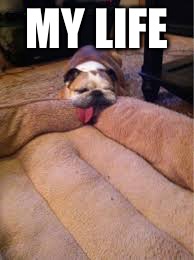 MY LIFE | image tagged in pug fail | made w/ Imgflip meme maker