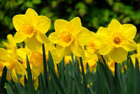 Daffodils Blank Meme Template