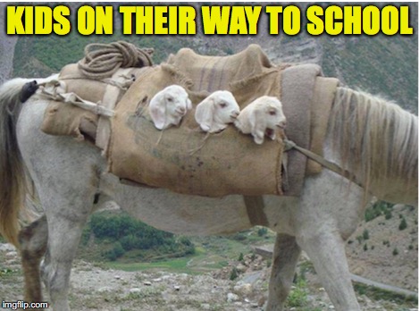 Safe Passage | KIDS ON THEIR WAY TO SCHOOL | image tagged in goat memes,funny goat | made w/ Imgflip meme maker