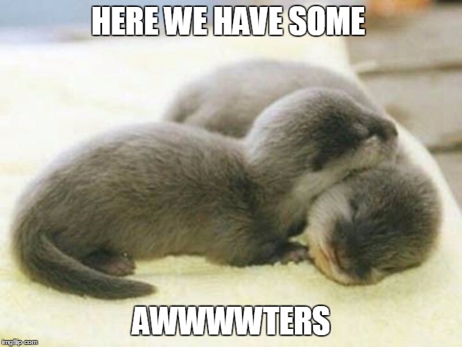 HERE WE HAVE SOME; AWWWWTERS | image tagged in otter | made w/ Imgflip meme maker