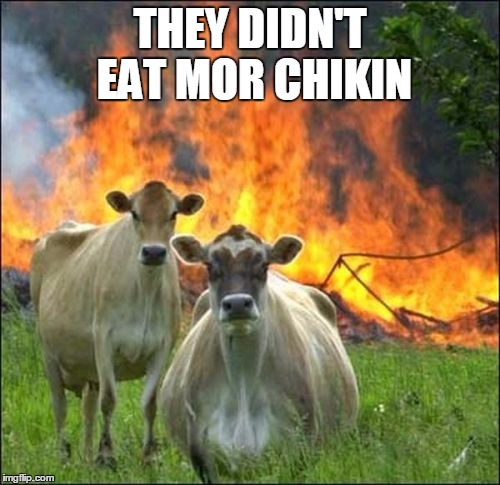 Evil Cows Meme | THEY DIDN'T EAT MOR CHIKIN | image tagged in memes,evil cows | made w/ Imgflip meme maker