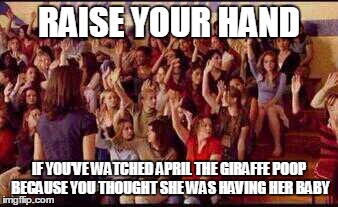 Mean Girls | RAISE YOUR HAND; IF YOU'VE WATCHED APRIL THE GIRAFFE POOP BECAUSE YOU THOUGHT SHE WAS HAVING HER BABY | image tagged in mean girls | made w/ Imgflip meme maker