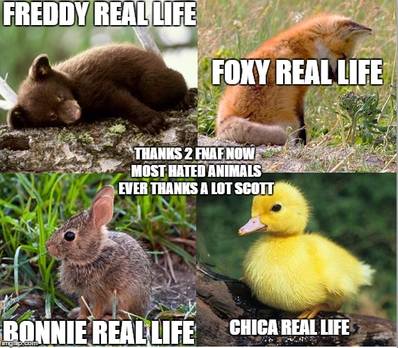 FNAF | FREDDY REAL LIFE; FOXY REAL LIFE; THANKS 2 FNAF NOW MOST HATED ANIMALS EVER THANKS A LOT SCOTT; CHICA REAL LIFE; BONNIE REAL LIFE | image tagged in fnaf | made w/ Imgflip meme maker