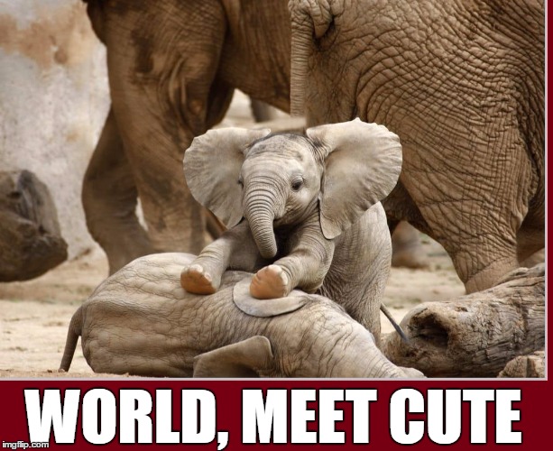 Would You Do Everything to Protect This Child? |  WORLD, MEET CUTE | image tagged in vince vance,baby elephant,baby elephant walk,baby elephants make me happy,2 baby elephants playing,elephant family | made w/ Imgflip meme maker
