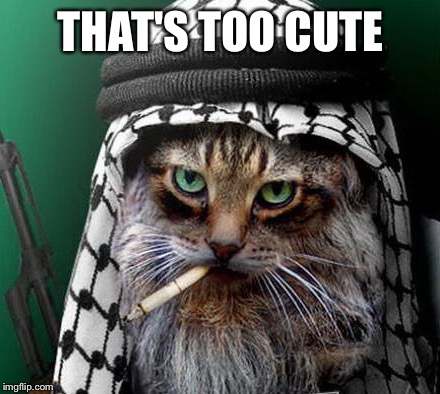 Sarcastic Terrorist Cat | THAT'S TOO CUTE | image tagged in sarcastic terrorist cat | made w/ Imgflip meme maker