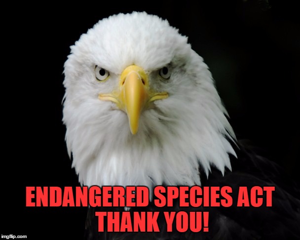 Eagles Eye | ENDANGERED SPECIES ACT        THANK YOU! | image tagged in eagles eye | made w/ Imgflip meme maker