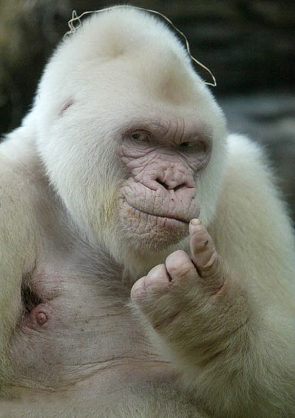 Albino Gorilla Blank Meme Template