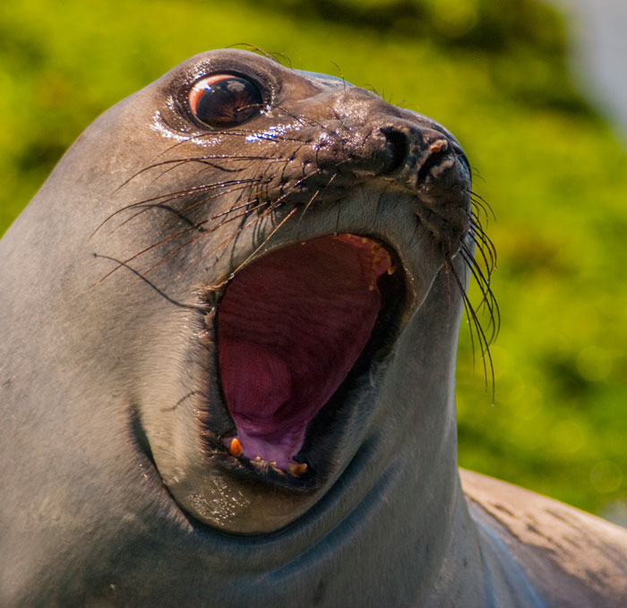 Shocked Seal Blank Meme Template