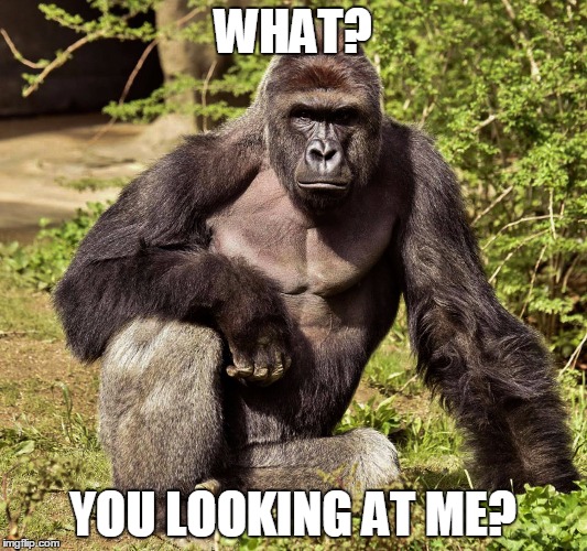 WHAT? YOU LOOKING AT ME? | image tagged in harambe | made w/ Imgflip meme maker