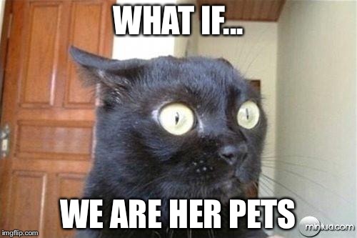 Cats | WHAT IF... WE ARE HER PETS | image tagged in cats | made w/ Imgflip meme maker