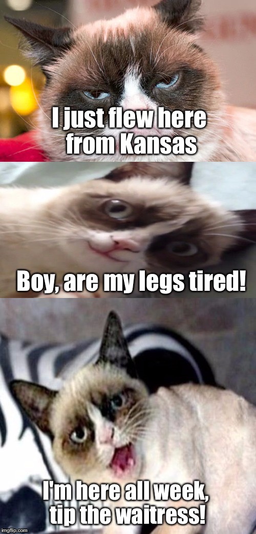 Bad Pun Crumpy Gat | I just flew here from Kansas; Boy, are my legs tired! I'm here all week, tip the waitress! | image tagged in bad pun grumpy cat,memes | made w/ Imgflip meme maker